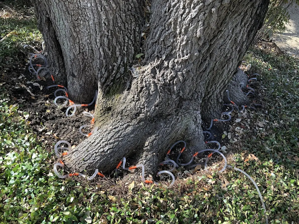 Detailed Tree Cabling and Bracing job site in Onley