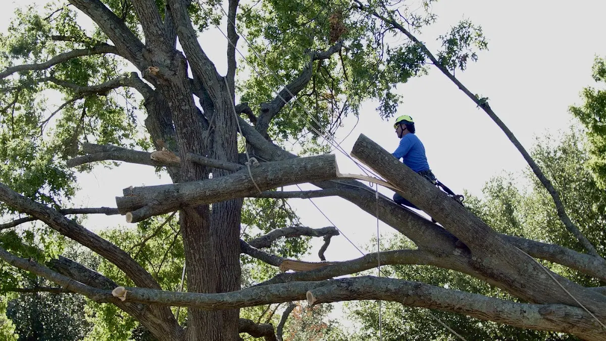 Professional Crown Thinning performed by certified arborists in Onley