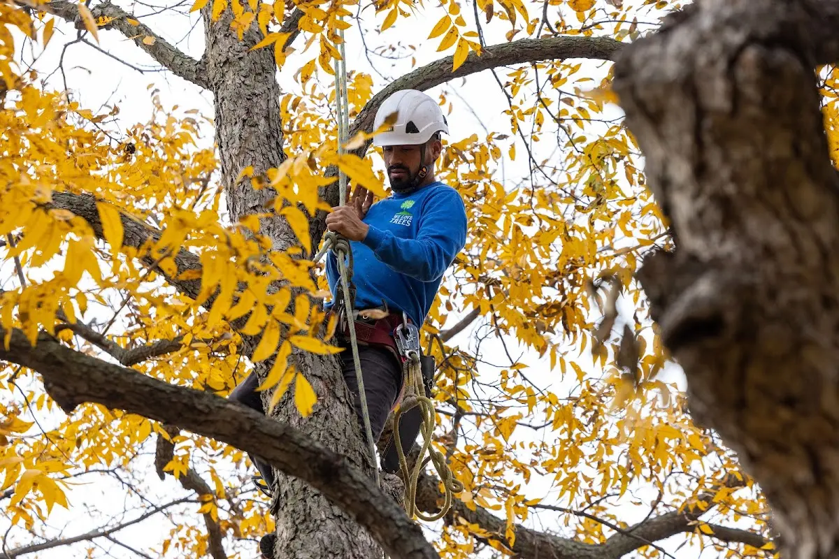 Skilled Storm Damage Cleanup crew working in Onley